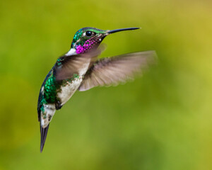 hummingbird in flight