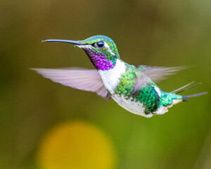 hummingbird in flight