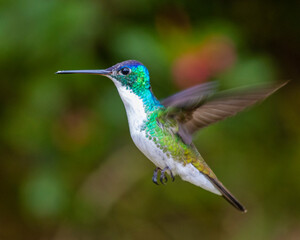 hummingbird in flight