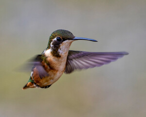 hummingbird in flight