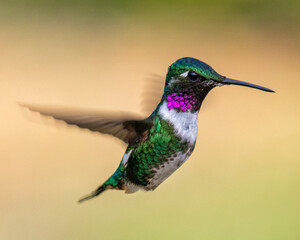 Fototapeta premium hummingbird in flight