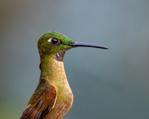 Fototapeta premium hummingbird on a branch
