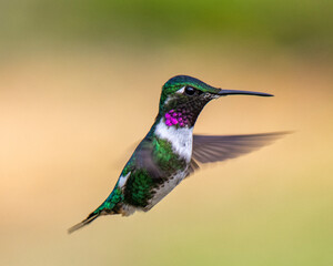 hummingbird in flight