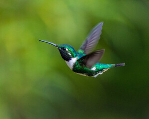 hummingbird in flight
