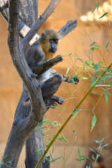 Obraz premium Young mandrill (Mandrillus sphinx) sitting in a tree