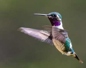 Obraz premium hummingbird in flight