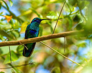 hummingbird