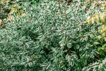 Dogwood shrub background. Variegated foliage ornamental plant. Green and white leaves of cornus alba