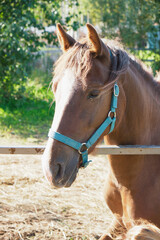 Obraz premium Horse on nature. Portrait of a horse, brown horse