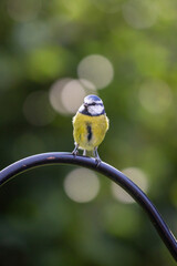 A Blue Tit in the Autumnal Sunshine