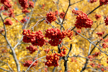 Fototapeta premium Clusters of red mountain ash on a background of yellow foliage, sorbus aucuparia.