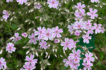 phlox awl candy