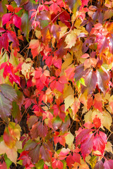 Virginia creeper leaves. Bright autumn red leaves. Natural background. The wall covered with climbing vine