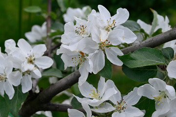 Apple tree color