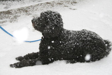 dog in snow