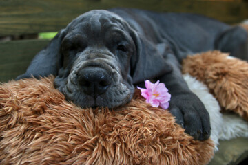 pies szczeniak dog niemiecki śpi kwiat pluszak