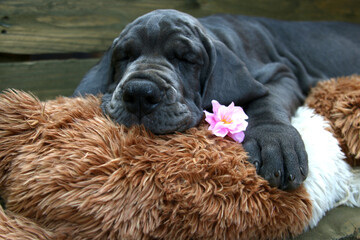 pies szczeniak dog niemiecki śpi kwiat pluszak - obrazy, fototapety, plakaty