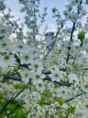 blooming tree