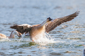 Domestic goose ready to take off -  Anser anser domesticus