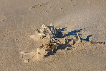 Obraz premium thorny plant in sand