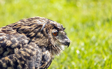 The portrait of The eagle-owl (Bubo bubo) in summer nature.