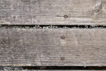 Natural background with old boards and lichen with top view