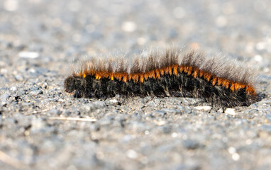 The caterpillar of the fox moth - Macrothylacia rubi, crawls on the road