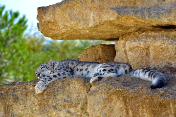 Fototapeta na wymiar Snow leopard (Panthera uncia), also known as the ounce, lying on rock