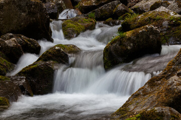 A clean river in a dense summer forest. The crystal river runs over the stones among tall beautiful trees. The nature of the Far East and the Primorsky region of Russia.