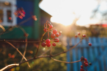 autumn background with red berries on branches in the garden