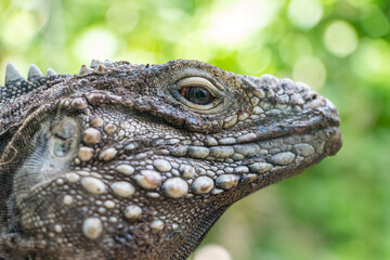 The portrait of the Cuban rock iguana (Cyclura nubila), also known as the Cuban ground iguana.