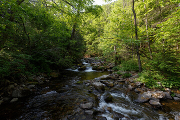 A clean river in a dense summer forest. The crystal river runs over the stones among tall beautiful trees. The nature of the Far East and the Primorsky region of Russia.