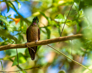 hummingbird on a branch