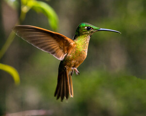 hummingbird in flight