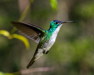 hummingbird in flight
