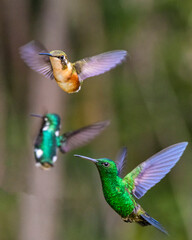 hummingbirds in flight