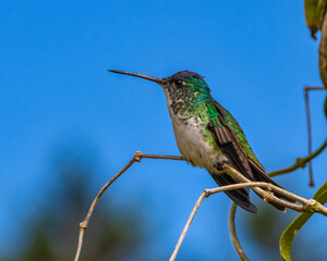 hummingbird on a branch