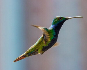 hummingbird in flight