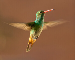 hummingbird in flight