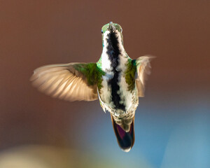 hummingbird in flight