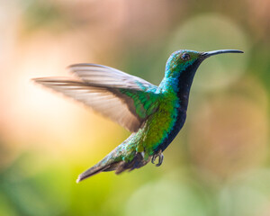 hummingbird in flight