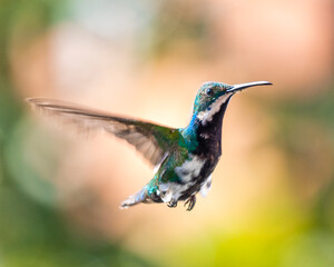 hummingbird in flight