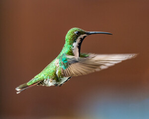 hummingbird in flight