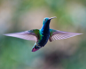 hummingbird in flight
