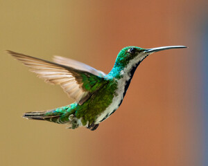hummingbird in flight