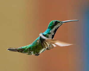 hummingbird in flight