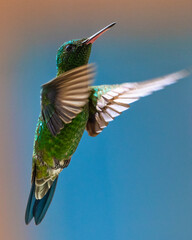 hummingbird in flight