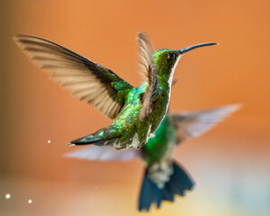 hummingbird in flight