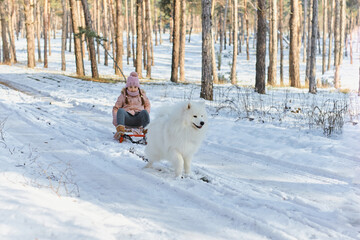 White Samoyed Dog pulling sled with happy child