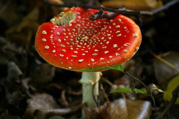 grzyb muchomor © Lula4ever